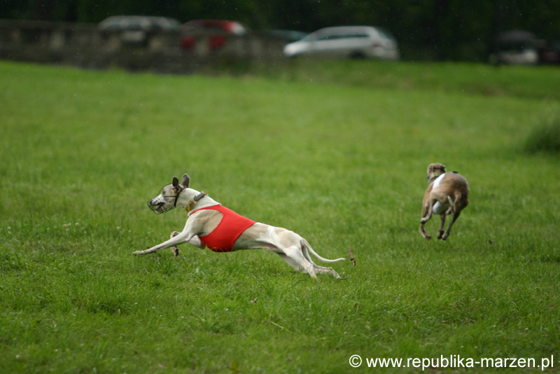 Swierklaniec 7VI09 Coursing 090