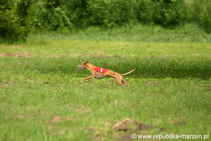 Swierklaniec 7VI09 Coursing 092