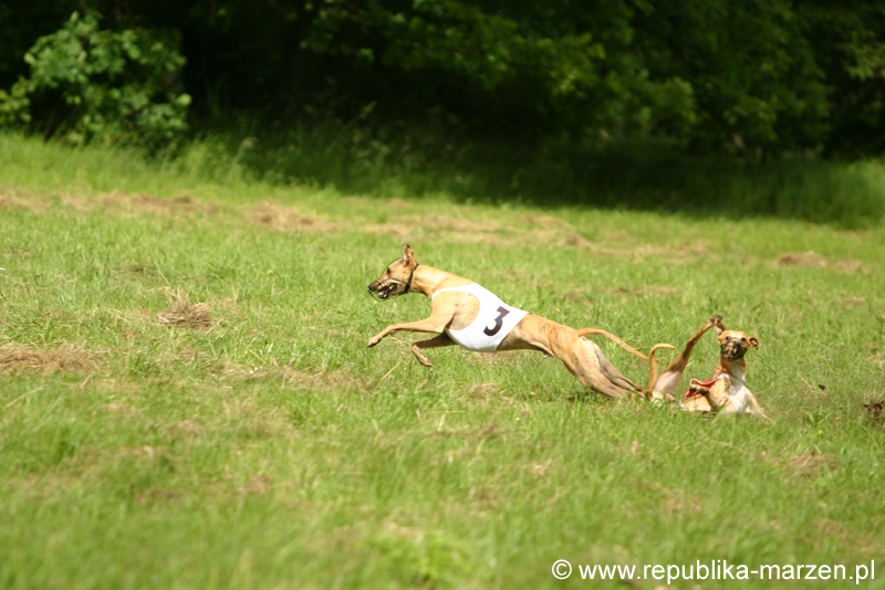Swierklaniec 7VI09 Coursing 094