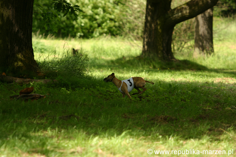 Swierklaniec 7VI09 Coursing 096
