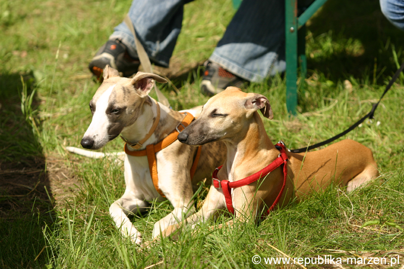 Swierklaniec 7VI09 Coursing 098