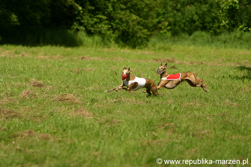 Swierklaniec 7VI09 Coursing 099