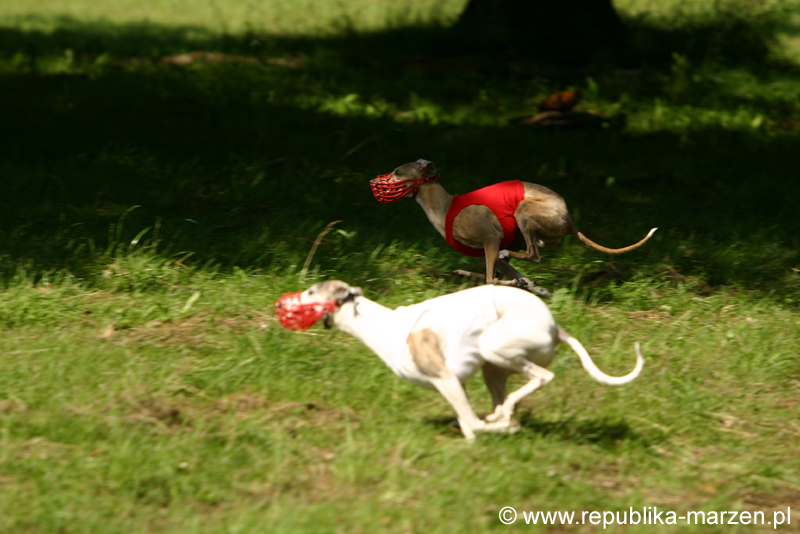 Swierklaniec 7VI09 Coursing 100
