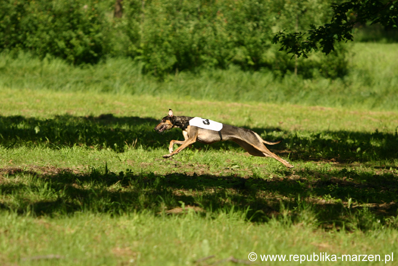 Swierklaniec 7VI09 Coursing 101