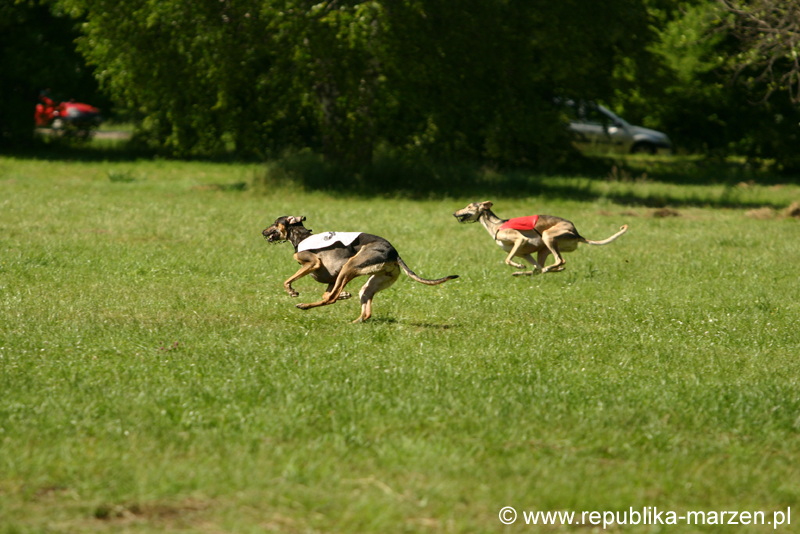 Swierklaniec 7VI09 Coursing 102