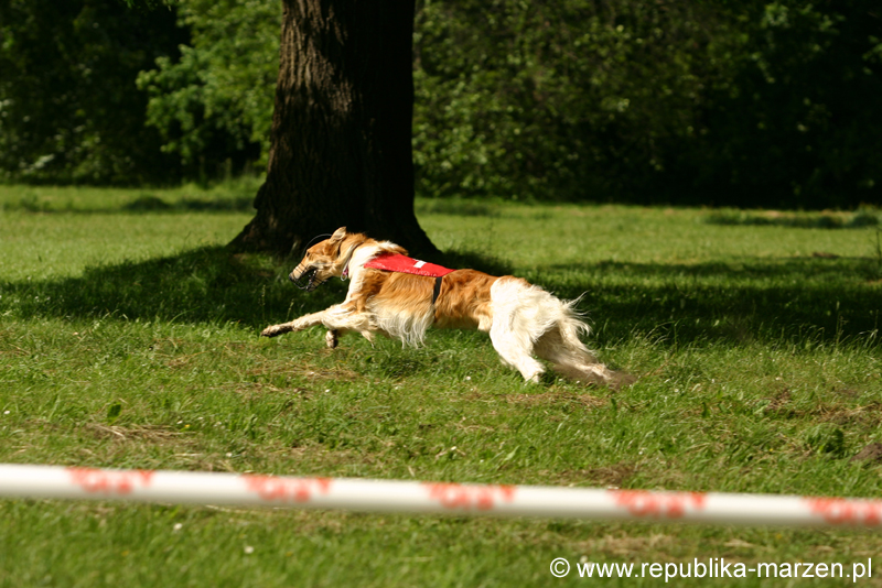Swierklaniec 7VI09 Coursing 103