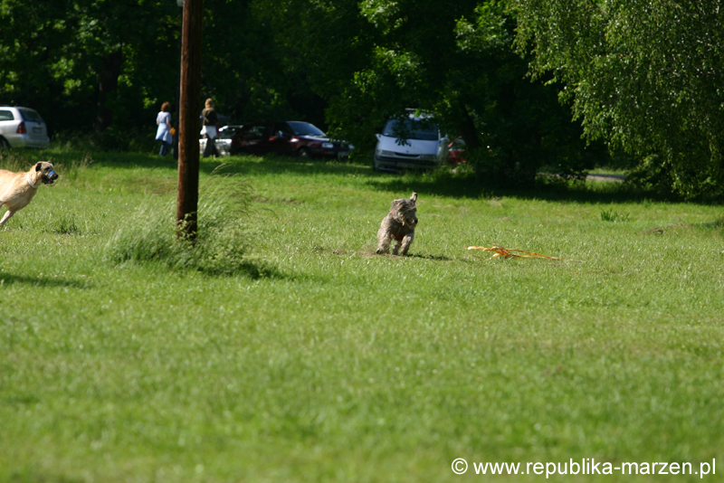 Swierklaniec 7VI09 Coursing 108
