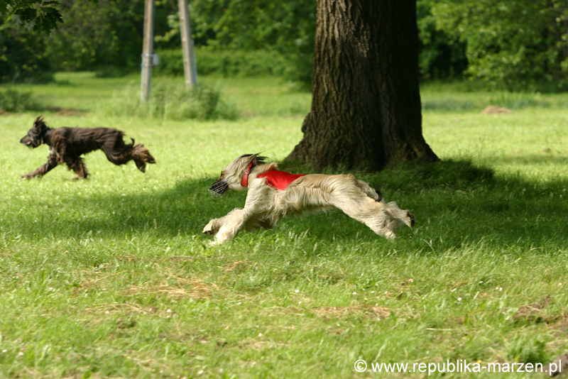Swierklaniec 7VI09 Coursing 114