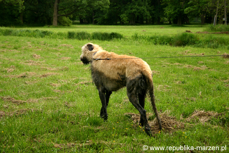 Swierklaniec 7VI09 Coursing 122