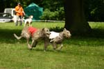 Swierklaniec 7VI09 Coursing 015