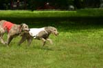 Swierklaniec 7VI09 Coursing 016