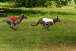 Swierklaniec 7VI09 Coursing 017