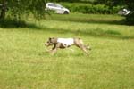Swierklaniec 7VI09 Coursing 019