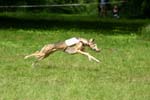 Swierklaniec 7VI09 Coursing 021