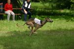 Swierklaniec 7VI09 Coursing 022