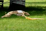 Swierklaniec 7VI09 Coursing 023