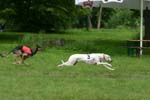Swierklaniec 7VI09 Coursing 024