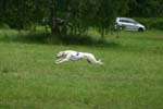 Swierklaniec 7VI09 Coursing 025