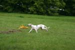 Swierklaniec 7VI09 Coursing 026