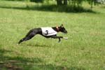 Swierklaniec 7VI09 Coursing 027