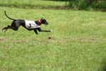 Swierklaniec 7VI09 Coursing 028