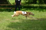 Swierklaniec 7VI09 Coursing 030