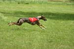 Swierklaniec 7VI09 Coursing 031