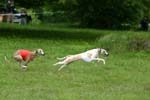 Swierklaniec 7VI09 Coursing 035