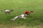 Swierklaniec 7VI09 Coursing 042