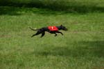 Swierklaniec 7VI09 Coursing 045