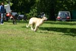 Swierklaniec 7VI09 Coursing 048