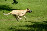Swierklaniec 7VI09 Coursing 049