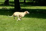Swierklaniec 7VI09 Coursing 050