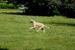 Swierklaniec 7VI09 Coursing 051