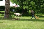 Swierklaniec 7VI09 Coursing 053