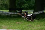 Swierklaniec 7VI09 Coursing 061