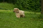 Swierklaniec 7VI09 Coursing 063