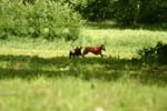 Swierklaniec 7VI09 Coursing 065