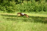 Swierklaniec 7VI09 Coursing 066
