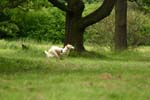 Swierklaniec 7VI09 Coursing 067