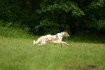 Swierklaniec 7VI09 Coursing 068