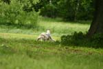 Swierklaniec 7VI09 Coursing 069