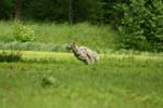 Swierklaniec 7VI09 Coursing 070