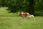 Swierklaniec 7VI09 Coursing 071