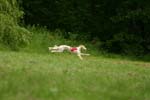 Swierklaniec 7VI09 Coursing 072