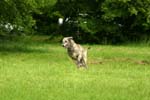 Swierklaniec 7VI09 Coursing 074