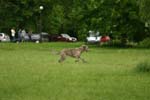 Swierklaniec 7VI09 Coursing 075