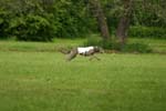 Swierklaniec 7VI09 Coursing 076