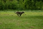 Swierklaniec 7VI09 Coursing 077