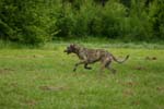 Swierklaniec 7VI09 Coursing 078